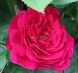Ascot 120619.webp