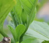 Datura Knospe 120619.webp