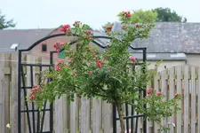 Excelsa Hochstamm 120619.webp
