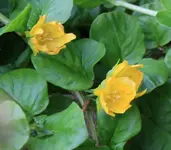 Gelbe Blüte Wasserlauf.webp