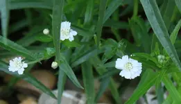 weisse Bluete Wasserlauf.webp