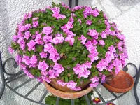 101_6836.webp
