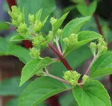 Hortensie Vanille Fraise 120619.webp