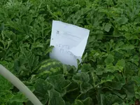 Garten 19.06.2012 (3).webp