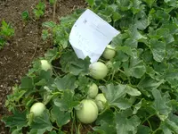 Garten 19.06.2012 (12).webp