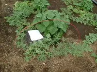 Garten 19.06.2012 (17).webp