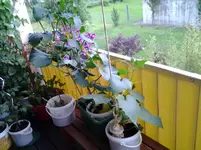 20120619_205729.webp