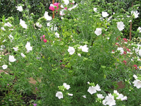weiße blume.webp