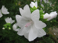 weiße blüte.webp