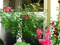 IMG_3408.webp