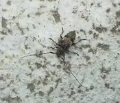 UnknownKäfer.webp