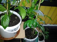 20120619_205613.webp