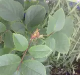 Unentschlossene.webp