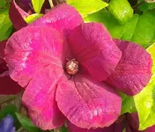 Clematis, 20.06.12.webp