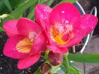 Fresie, 20.06.12.webp