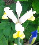 Iris, 20.06.12.jpg