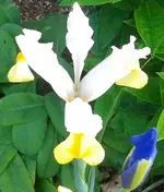 Iris, 20.06.12.webp