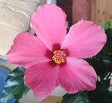 Zimmerhibiscus, 20.06.12.webp