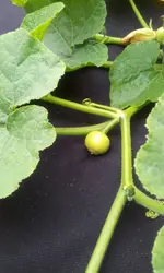 20120620_093037.webp