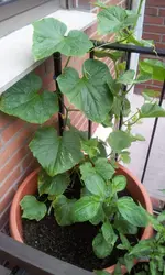 20120620_093814.webp