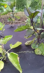20120620_093608.webp
