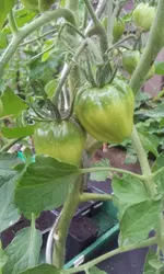 20120620_093303.webp