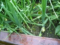 PICT0003.webp