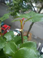 DSC00521.webp