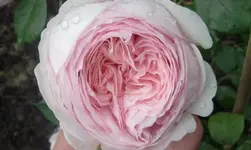 2012-06-20 07.42.01.webp