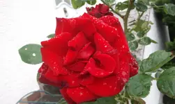 2012-06-20 07.44.52.webp