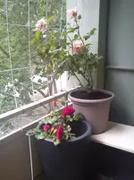 DSC00532.webp