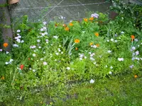 PICT0003.webp
