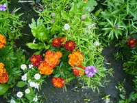 PICT0009.webp