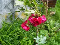 PICT0011.webp