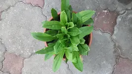 002.webp