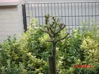 Juni im Garten 001.webp