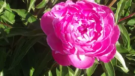 mai 086.webp