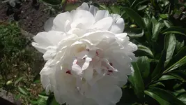 mai 084.webp