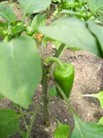 100_0714.webp