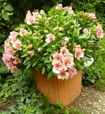 PAlstromeria_Busch.webp