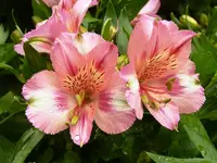 PAlstromeria_Blüte.webp