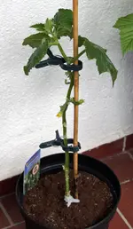 mini_schlangengurke.webp