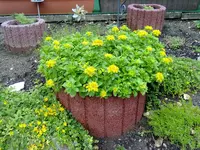 sedum kamtschaticum (2).webp