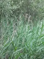 2012-06-20 16.52.02.webp