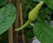 die erste Blüte.webp