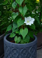 die erste Blüte1.webp