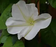 die erste Blüte2.webp