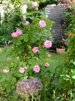 garten 2012 204.webp