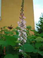 CIMG1076.webp