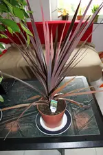 rote grünpflanze.webp